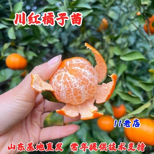 老品种川红橘树苗四川柑橘蜜桔陈皮盆栽地栽橘子树果苗南北方种植