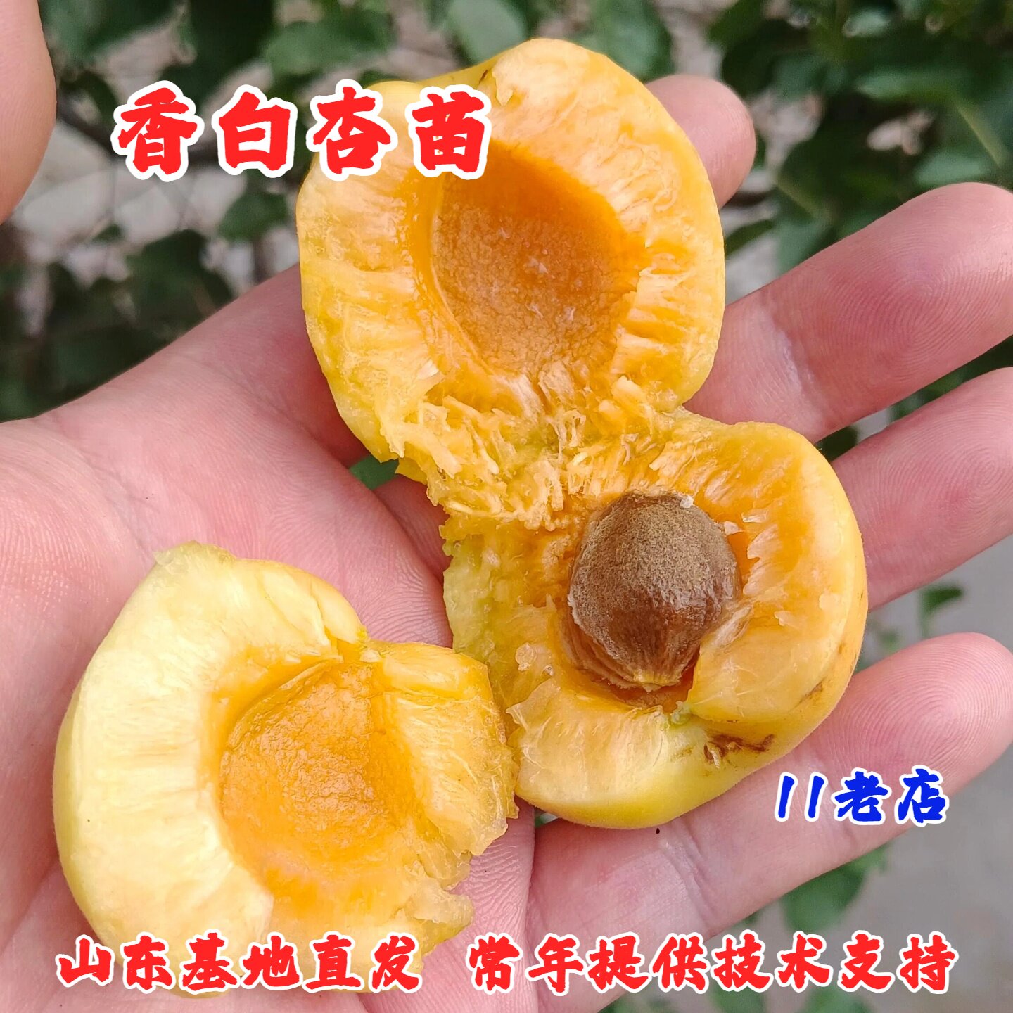 河北香白杏树苗嫁接银白杏果苗特大甜白杏苗盆栽杏子树南北方种植