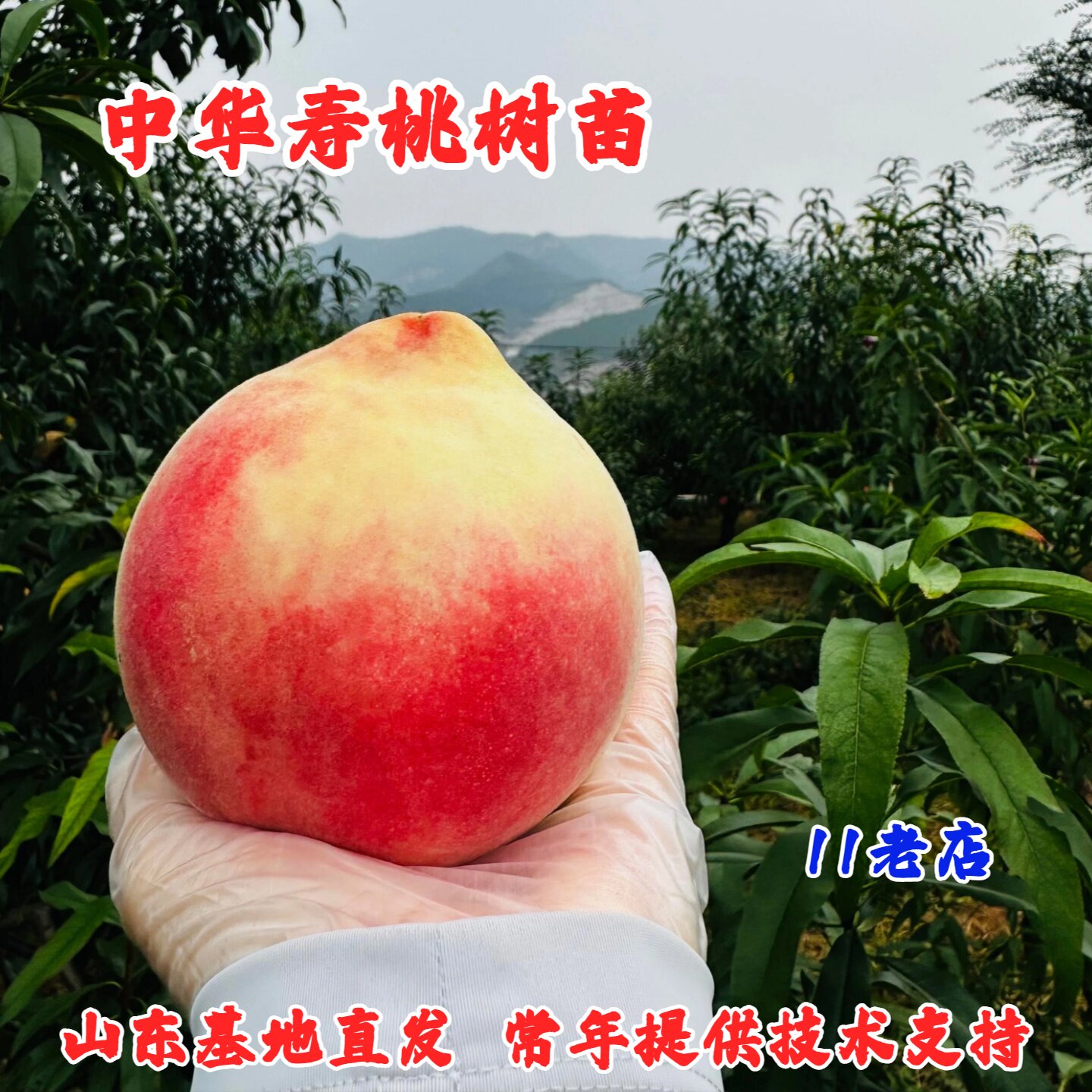 桃树果苗嫁接中华寿桃树苗晚熟特