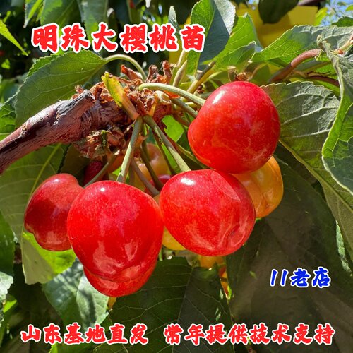 嫁接明珠樱桃树苗盆栽庭院黄蜜大樱桃苗南北方种植水晶车厘子树苗