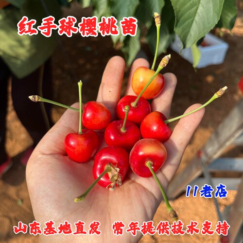 耐寒红手球樱桃树苗特大黄金车厘子苗抗冻脆甜大樱桃苗南北方种植