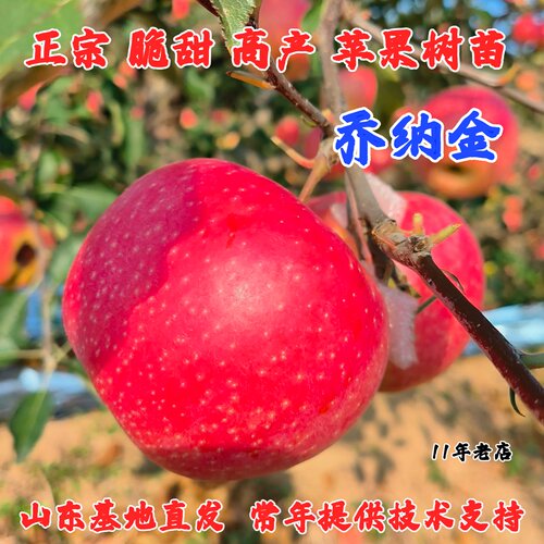 嫁接耐寒乔纳金苹果树苗盆栽地栽特大脆甜粉面苹果苗南方北方种植