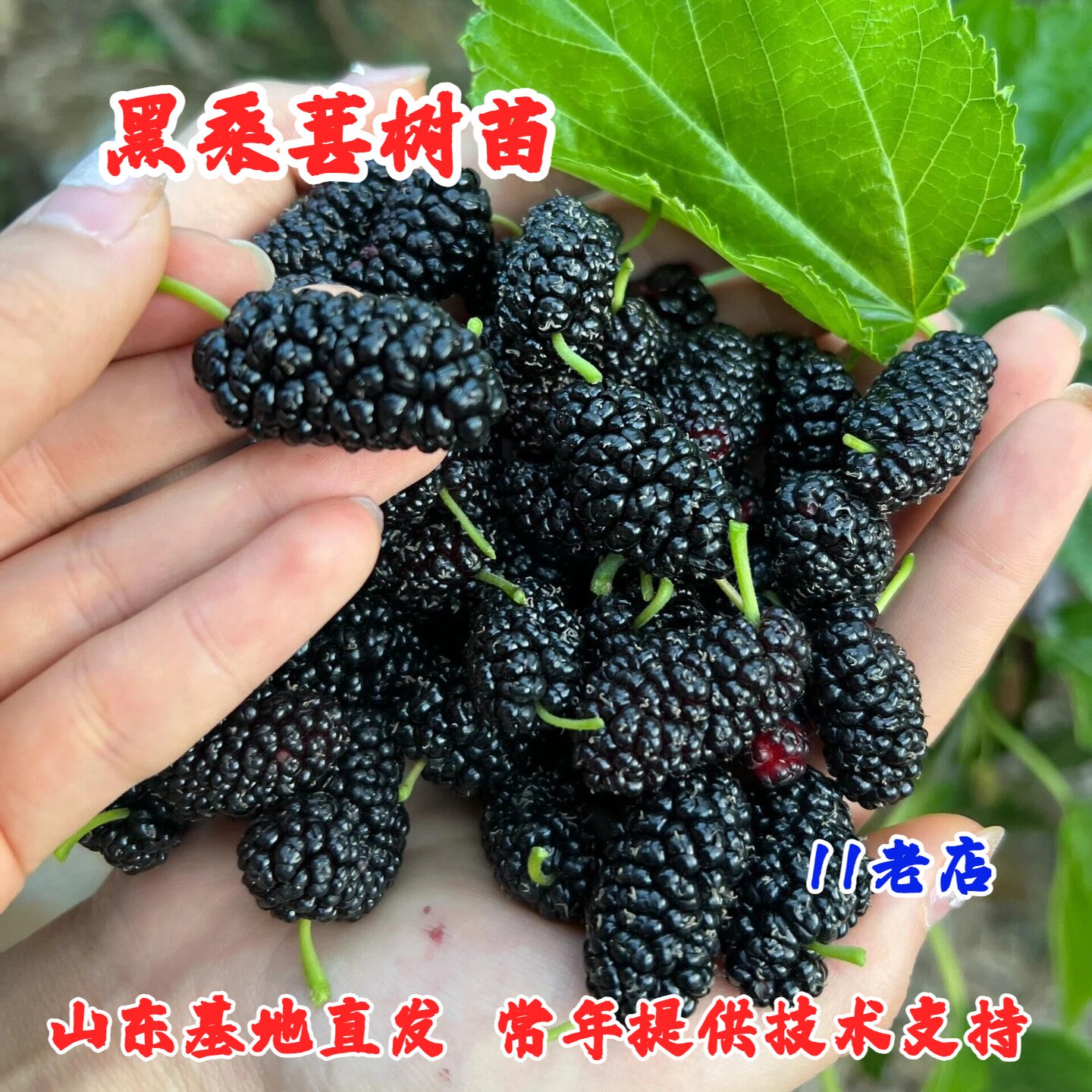 四季结果耐寒中国黑桑苗果桑苗盆栽地栽抗冻桑葚树苗南方北方种植