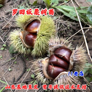 湖北罗田板栗苗树嫁接大果板栗树苗盆栽地栽栗子果苗南方北方种植