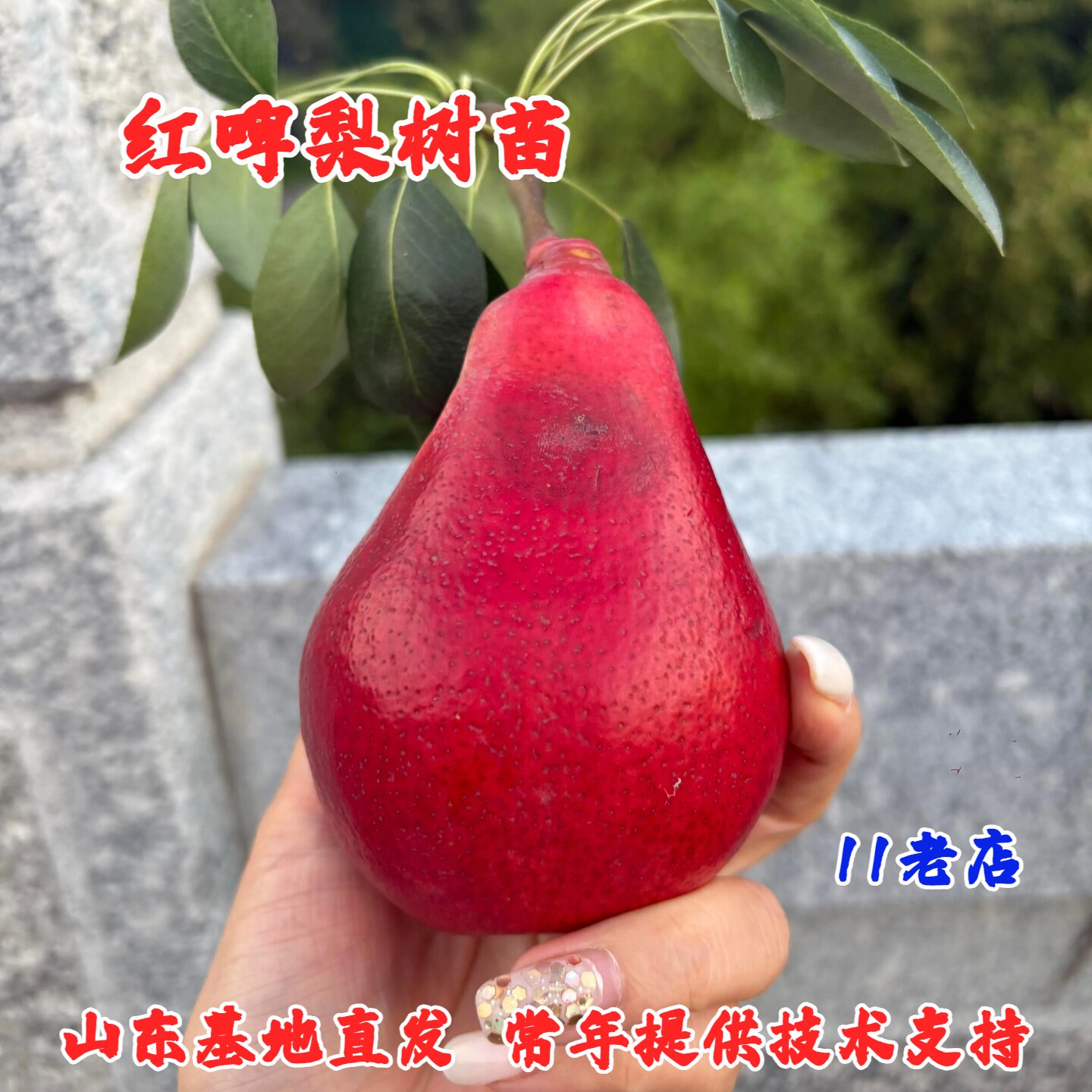 嫁接红啤梨苗软梨红皮梨啤酒梨树