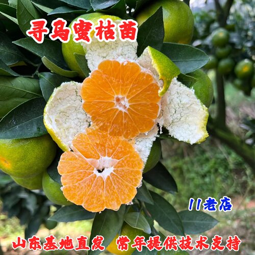 无籽寻乌蜜桔树苗嫁接青皮甜橘子树苗南北方种植当年结果盆栽地栽
