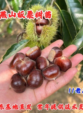 嫁接迁西燕山早丰3113板栗树苗早熟甜栗子树果苗北方庭院盆栽地栽