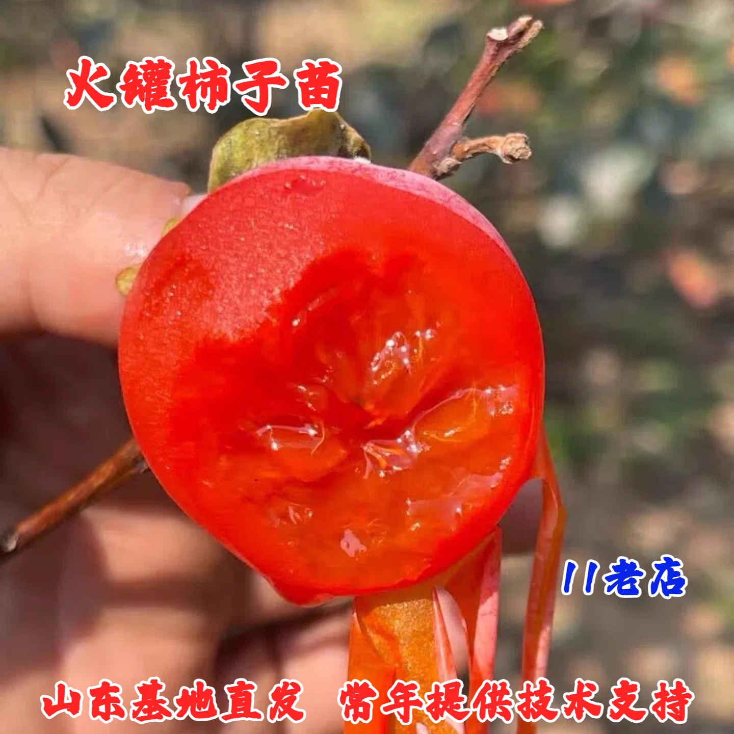 临潼火罐柿子苗树软糯火晶小蜜柿树苗盆栽地栽柿子树南方北方种植