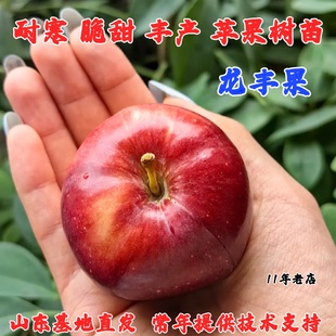 嫁接东北龙丰果小苹果树苗脆甜耐寒大秋果沙果苹果苗南方北方种植