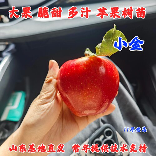 嫁接四川阿坝州小金苹果树苗矮化盆栽庭院金冠苹果苗南方北方种植