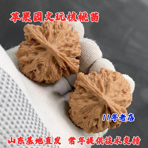 嫁接四座楼文玩核桃树苗苹果园狮子头麻核桃苗盆栽地栽南北方种植
