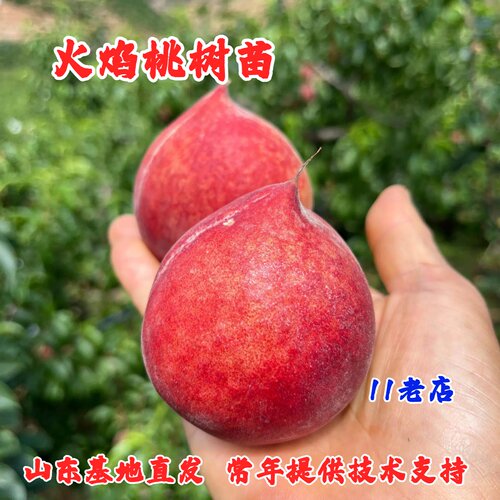 嫁接高山火焰桃树苗脆甜黑美人桃苗水蜜桃果苗庭院南方北方种植