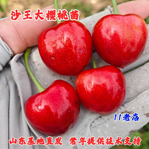 嫁接沙王樱桃树苗脆甜车厘子苗耐寒特大樱桃苗盆栽地栽南北方种植