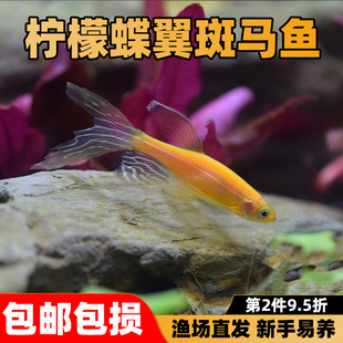 柠檬蝶翼长尾黄斑马鱼长鳍热带鱼小型淡水观赏鱼冷水好养耐活小鱼