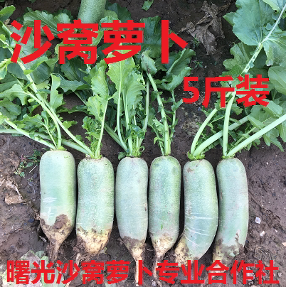天津曙光沙窝萝卜脆甜水果青萝卜