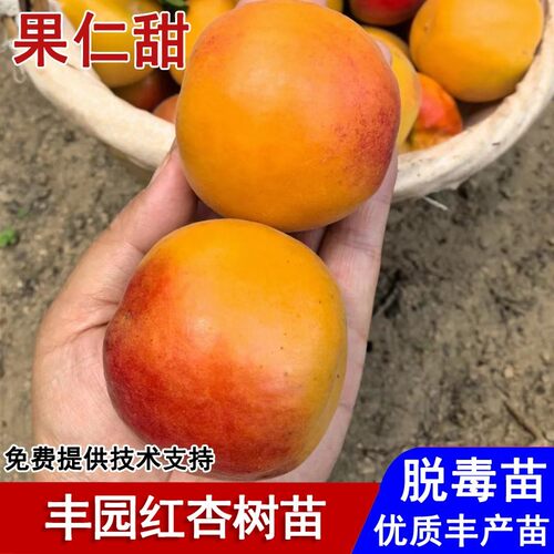 嫁接早熟丰园红杏树果大果脆甜77