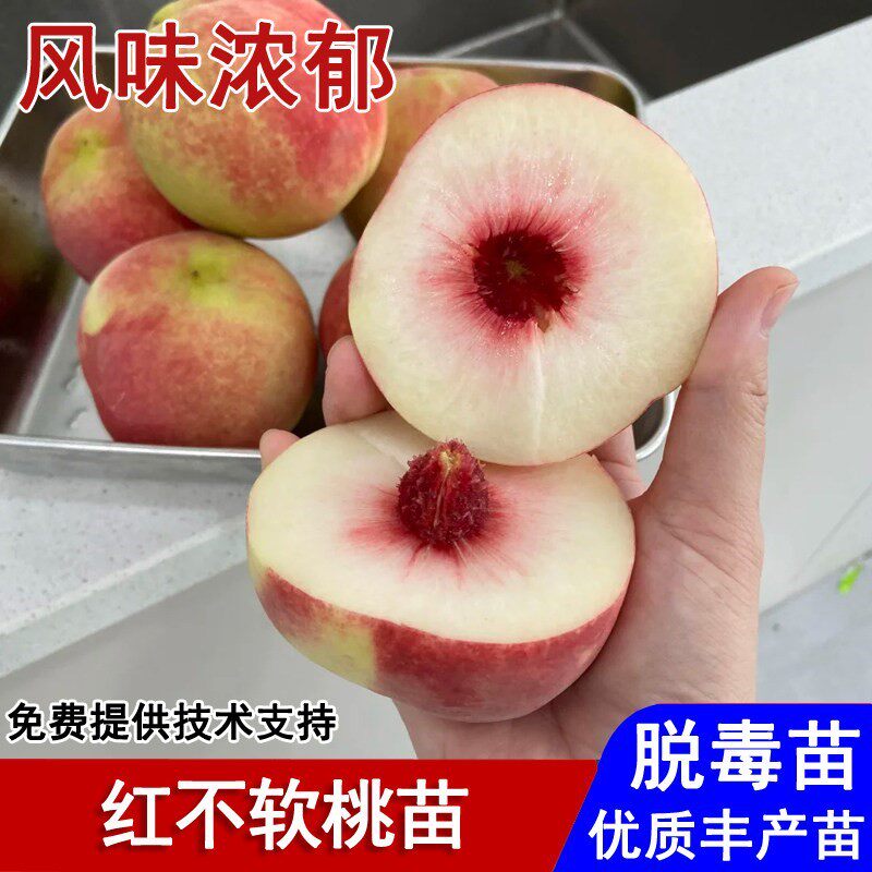 嫁接红不软桃树苗晚熟8月成熟脆甜桃子苗盆栽庭院南北方当年结果