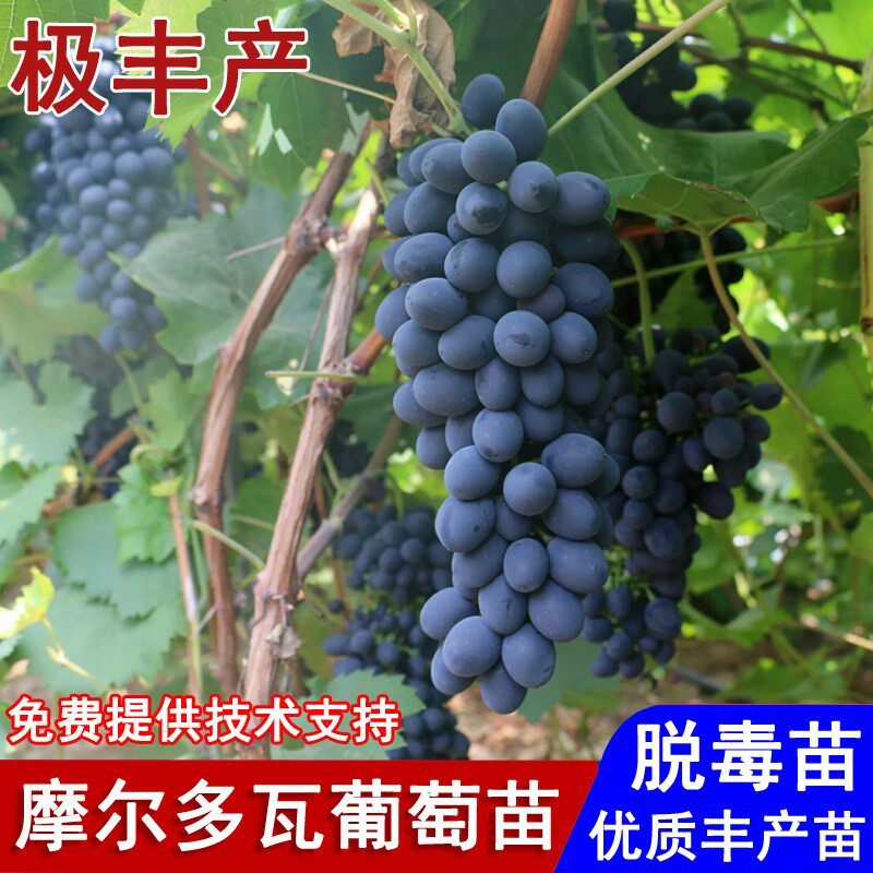 嫁接摩尔多瓦葡萄树苖晚熟无籽黑提葡萄苗盆栽庭院地栽种当年结果