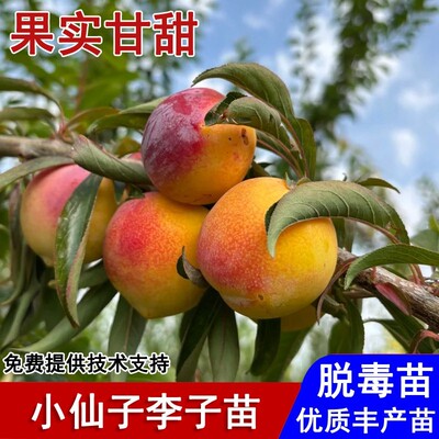 嫁接美国小仙子樱桃李子树苗新品