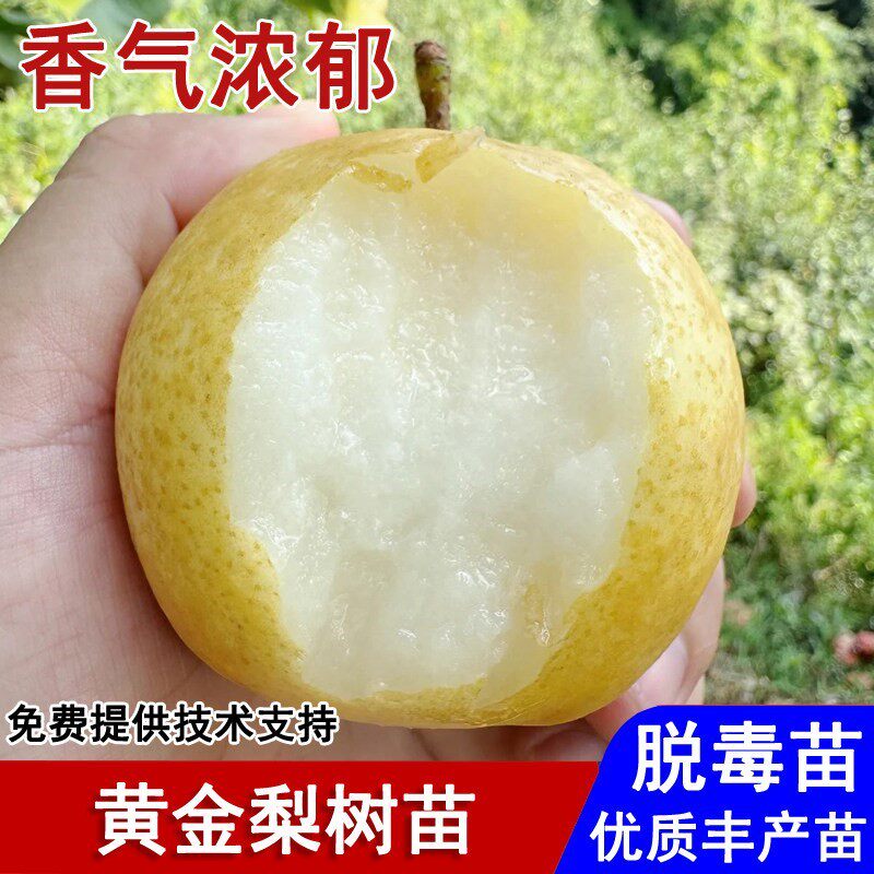 梨树果苗嫁接黄金梨树苗脆甜雪梨抗寒酥梨苗盆栽庭院种植当年结果
