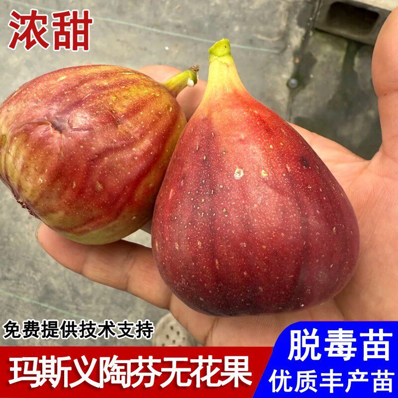 玛斯义陶芬无花果树抗寒大玛无花果苗盆栽庭院地栽南北方当年结果