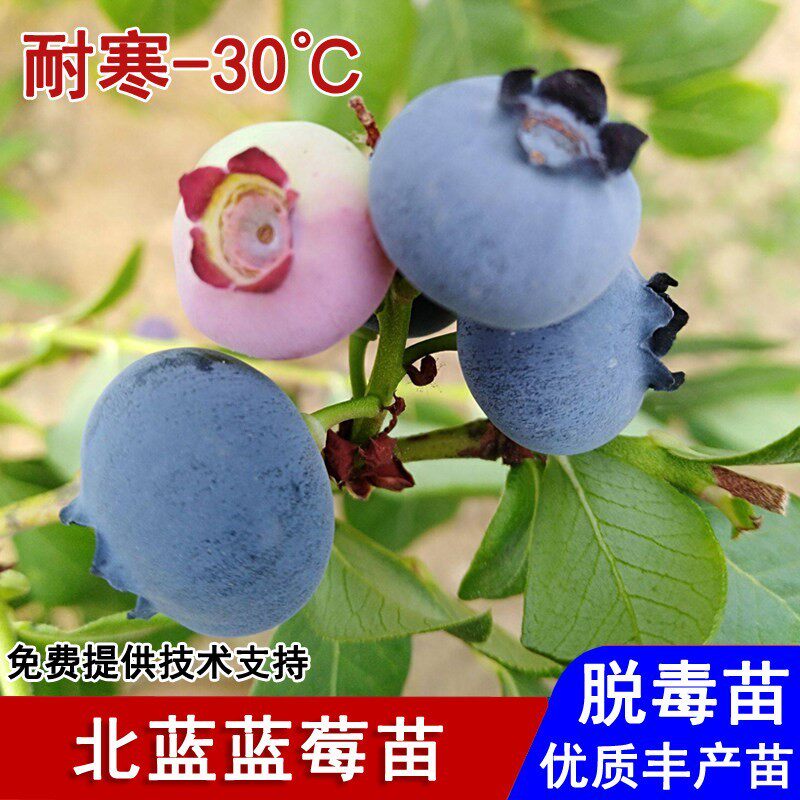 北蓝蓝莓树果苗北高丛耐寒蓝莓苗盆栽庭院地栽南北方种植当年结果