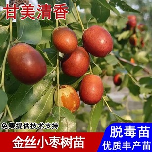 嫁接金丝小枣树活苗脆甜蜜枣苗盆栽庭院地栽南方北方种植当年结果