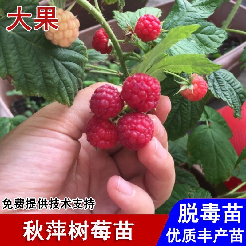 双季红树莓苗四季秋萍树莓果苗覆盆子盆栽庭院地栽南北方当年结果