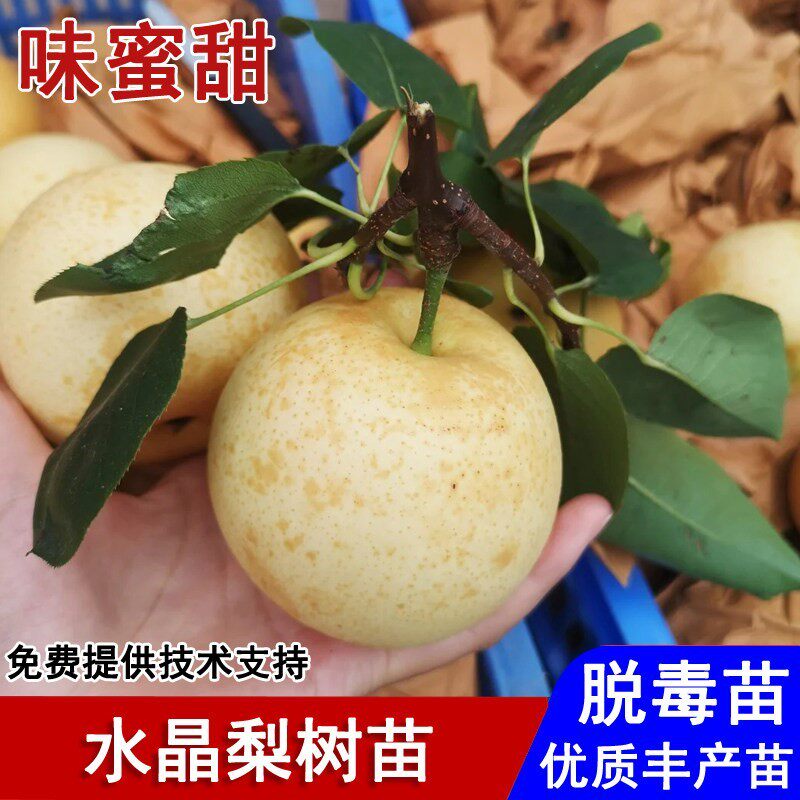 嫁接水晶梨树果苗脆甜晚熟雪梨苗盆栽庭院地栽南北方种植当年结果