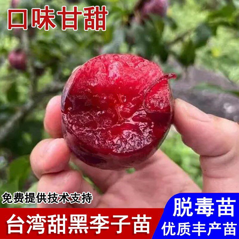 台湾甜黑李子树苗嫁接巨蜜黑霸王李子苗盆栽庭院地栽种植当年结果