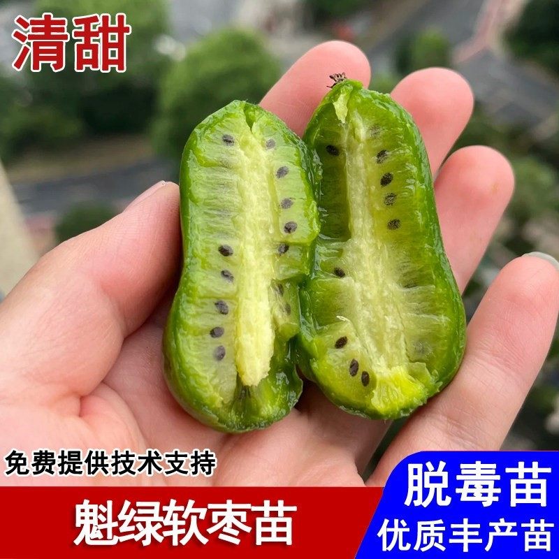 嫁接魁绿软枣猕猴桃苗耐寒爬藤圆枣子果苗盆栽庭院南北方当年结果,鲜花速递/花卉仿真/绿植园艺,果树,淘宝优惠券,粉丝福利购,淘宝优惠卷