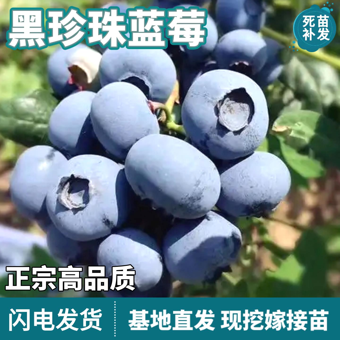 黑珍珠蓝莓果树苗嫁接苗庭院阳台种植当年结果死苗补发甜蓝莓树苗
