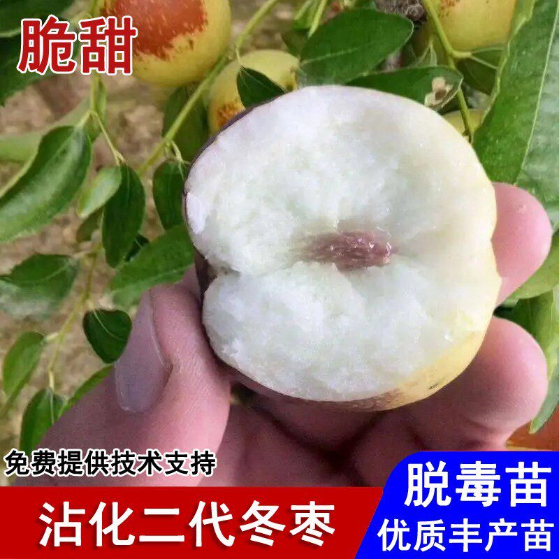 嫁接沾化二代冬枣树苗特大脆甜冬枣苗盆栽庭院地栽南北方当年结果 - 实物图