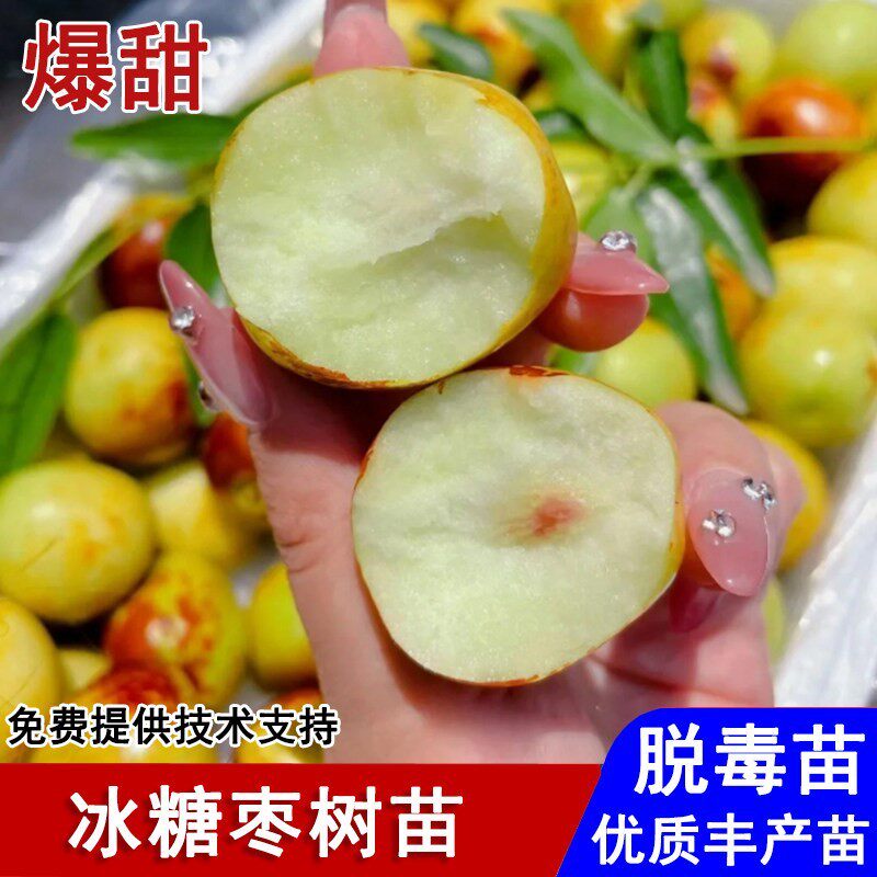 冰糖枣树苗嫁接冬枣脆甜大枣活苗盆栽庭院地栽南北方种植当年结果