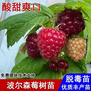 双季树莓苗大果酸甜黑莓波尔森树莓果苗盆栽庭院地栽种植当年结果