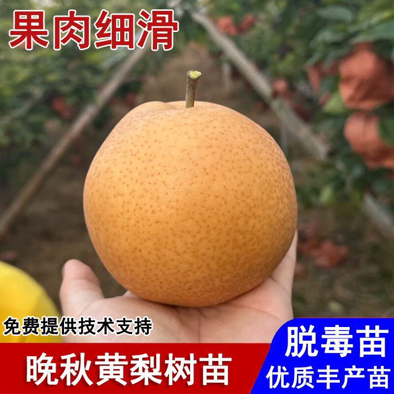 嫁接晚秋黄梨树苗特大晚熟脆甜大黄梨苗盆栽庭院地栽种植当年结果