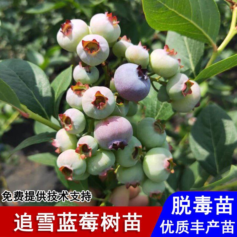 蓝莓树果苗南高丛追雪蓝莓苗带土盆栽庭院地栽南北方种植当年结果