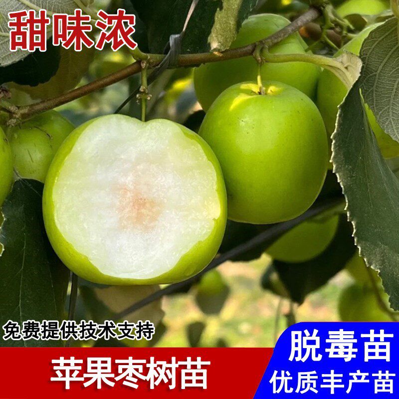 嫁接苹果枣树活苗特大脆甜雪蜜牛奶枣子苗盆栽庭院南北方当年结果