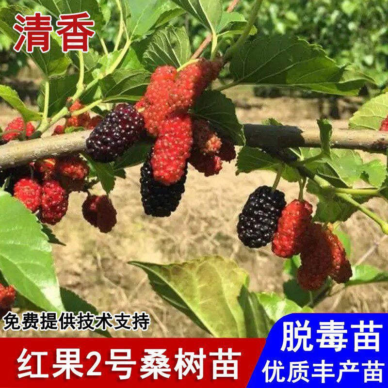桑葚树苗红果2号桑树苗耐寒四季盆栽庭院地栽南北方种植当年结果