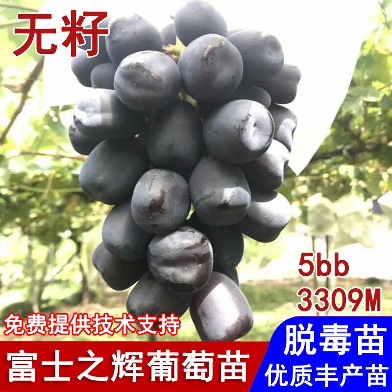 嫁接富士之辉葡萄树苖3309贝达砧木黑色阳光玫瑰葡萄苗黑提葡萄苗