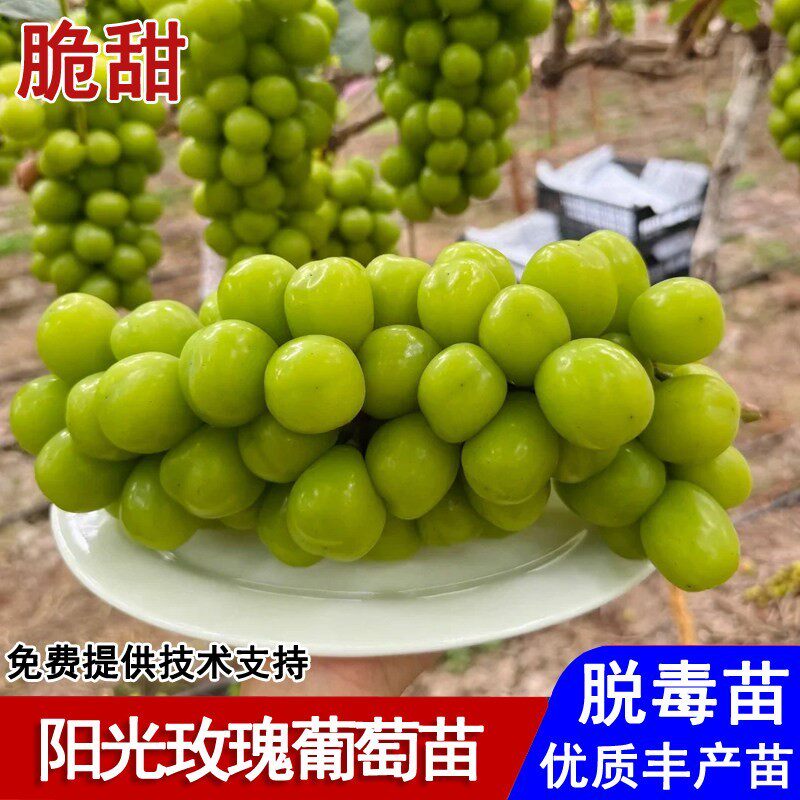 嫁接阳光玫瑰葡萄树苖脆甜青提子葡萄苗盆栽庭院地栽种植当年结果