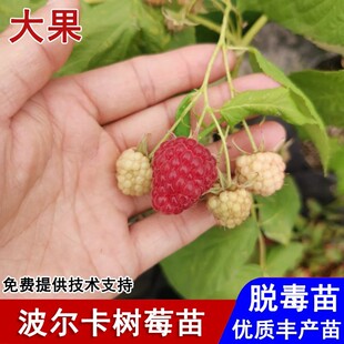 双季无刺波尔卡红树莓苗纯甜覆盆子树苗品种庭院地栽种植当年结果