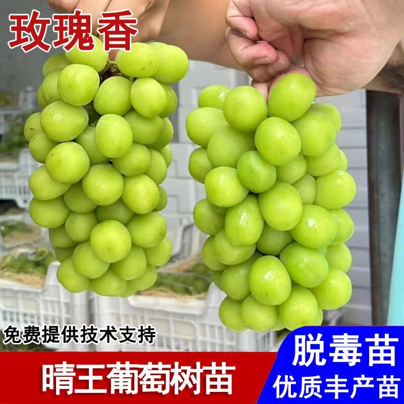 新品种日本晴王葡萄树苗脆甜青提香印葡萄苗盆栽庭院种植当年结果