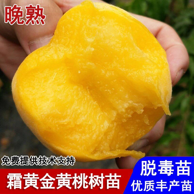 晚熟黄桃树苗嫁接霜黄金黄桃苗脆甜冬桃10月成熟庭院种植当年结果