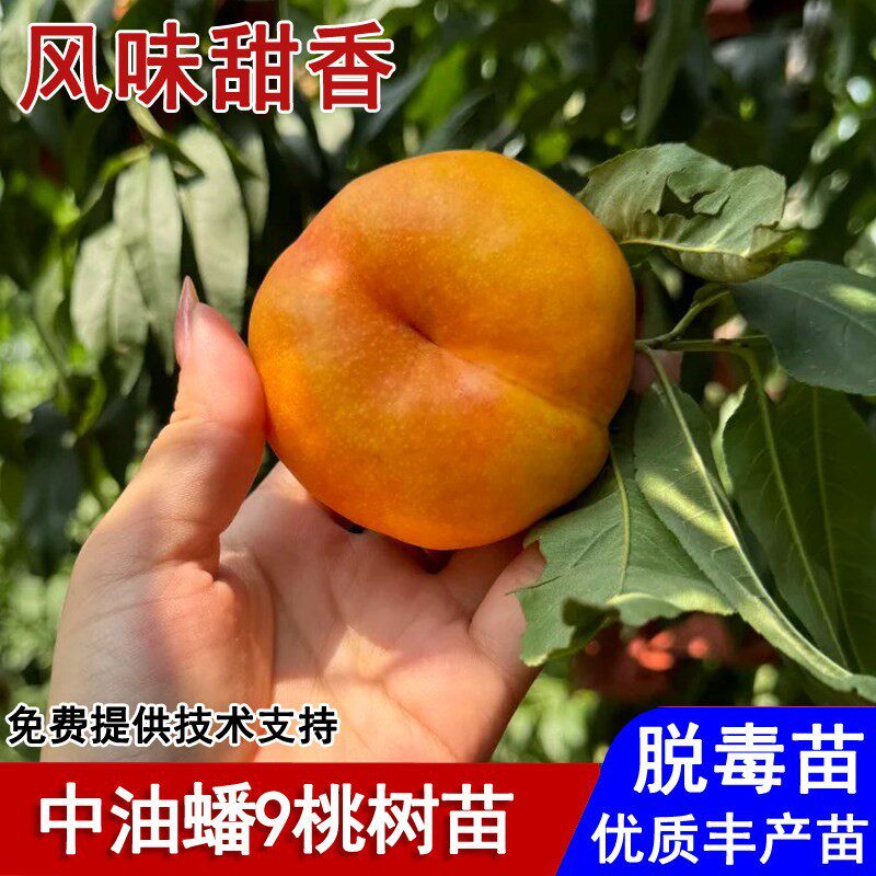 嫁接中油蟠9号黄金油蟠桃苗7-7彩虹蟠桃苗盆栽庭院南北方当年结果