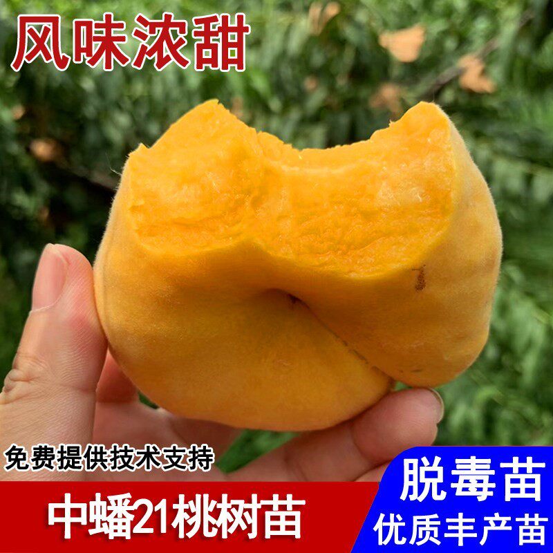 嫁接中蟠21号蟠桃苗扁桃脆甜黄金蟠桃树苗8月成熟种植当年结果
