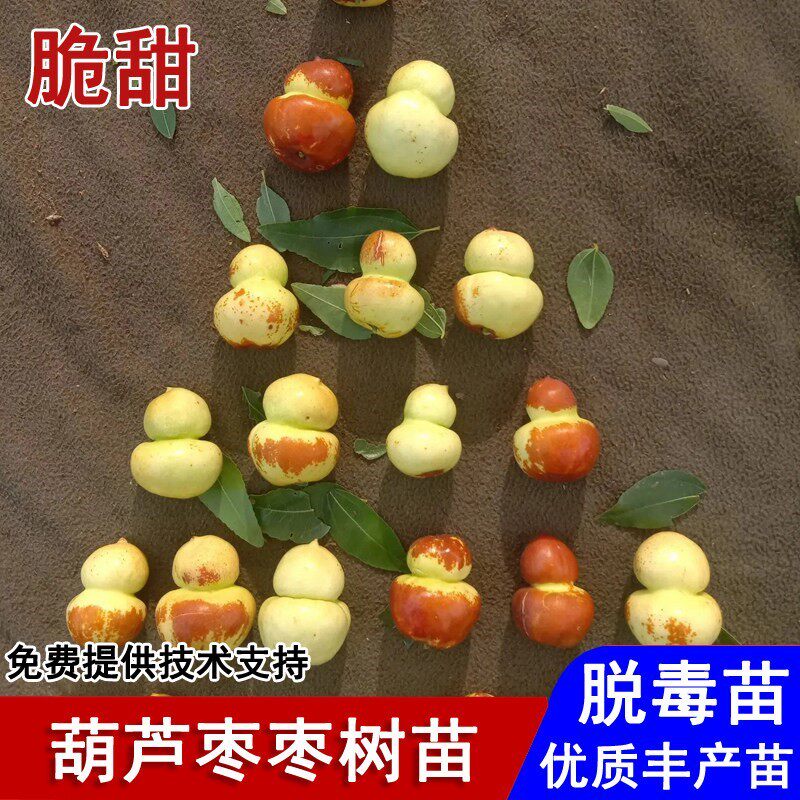 枣树活苗嫁接二代葫芦枣树苗脆甜枣苗盆栽庭院地栽南北方当年结果