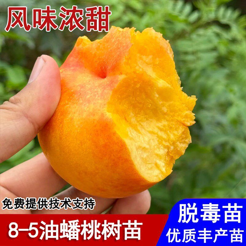 嫁接8-5油蟠桃树苗新品种黄金蟠桃苗盆栽庭院南北方种植当年结果