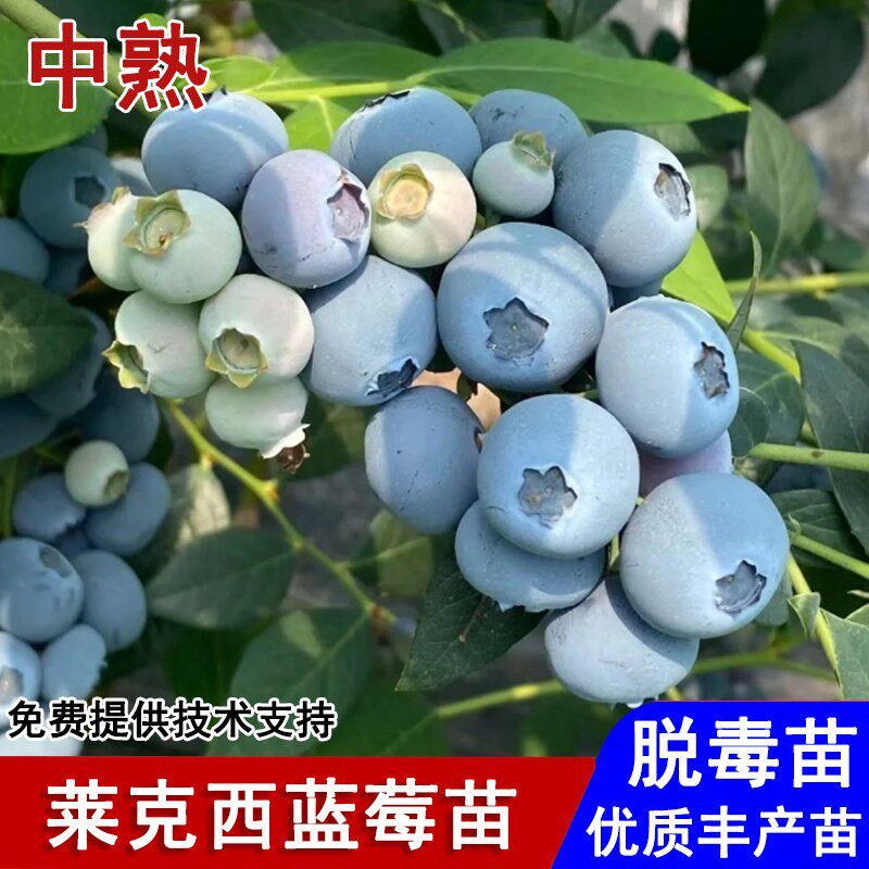 莱克西蓝莓树果苗耐寒北高丛带土蓝莓苗盆栽庭院地栽种植当年结果