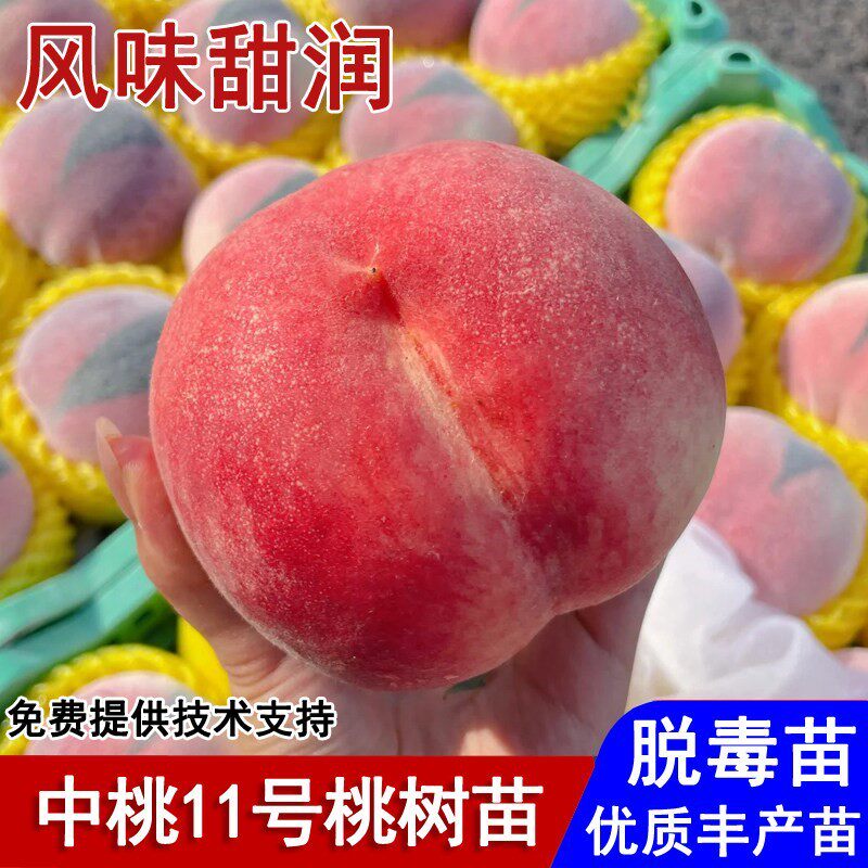嫁接中桃11号桃树苗特大脆甜桃树苗7月成熟盆栽庭院种植当年结果